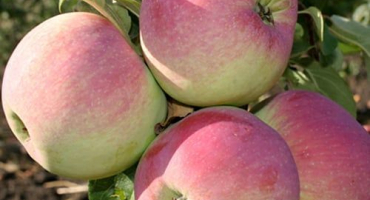 Popis a vlastnosti odrůdy jabloně svěžest, jemnost výsadby a péče